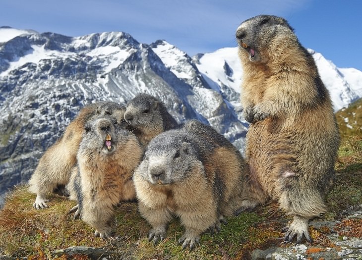 Wildlife Photos of the Year Marmots