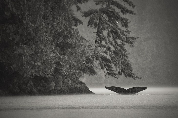 Wildlife Photos of the Year humpback whale