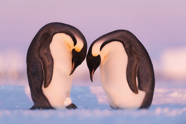 Wildlife Photos of the Year penguins