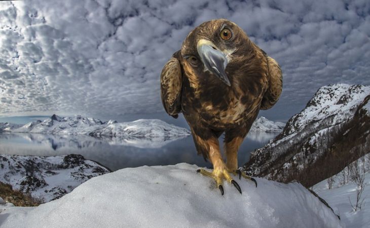 Wildlife Photos of the Year golden eagle