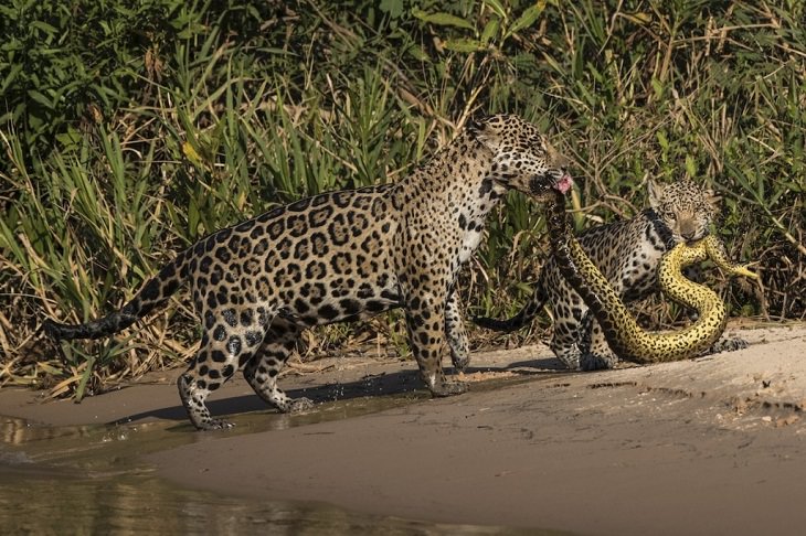 Wildlife Photos of the Year jaguars