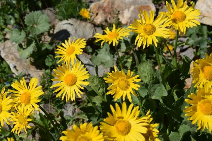 lower back remedies arnica flowers