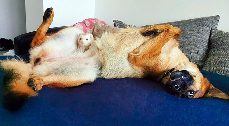 dog and ferret friendship