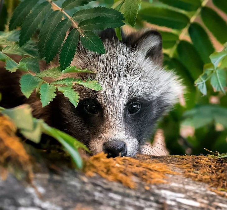 Animal photos from Finland: raccoon