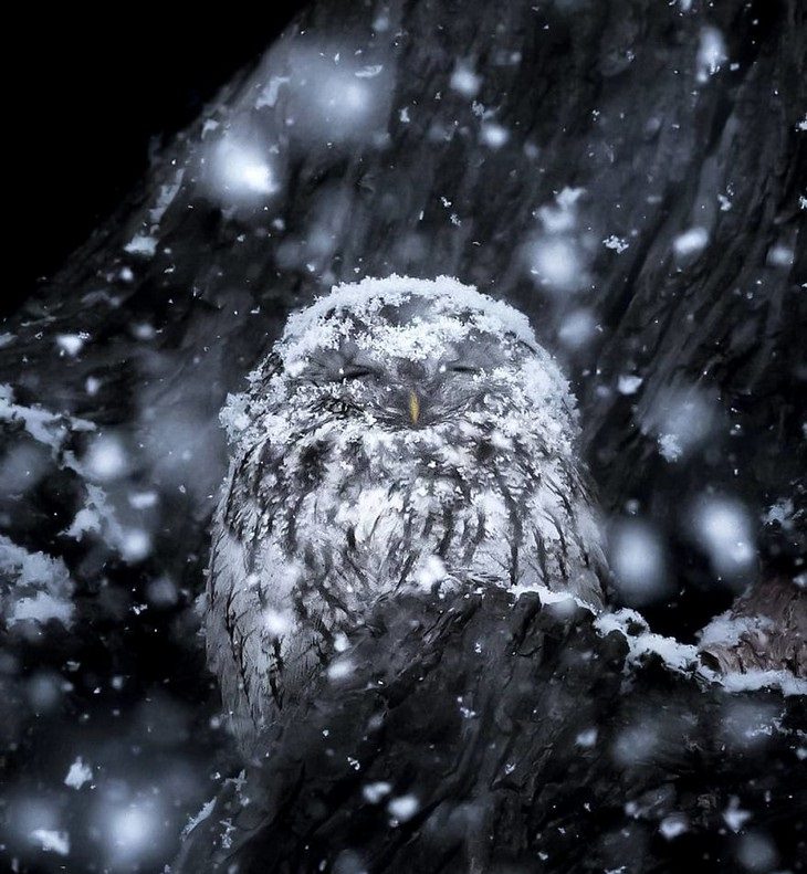 Animal photos from Finland: snow owl