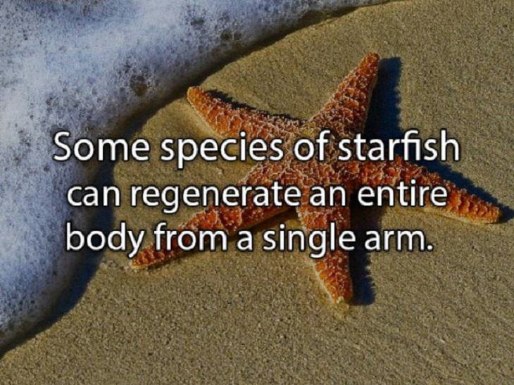 fascinating random facts starfish