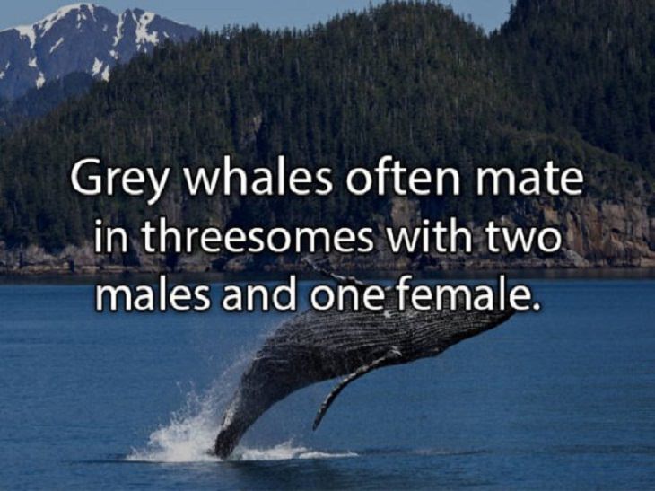 fascinating random facts whales