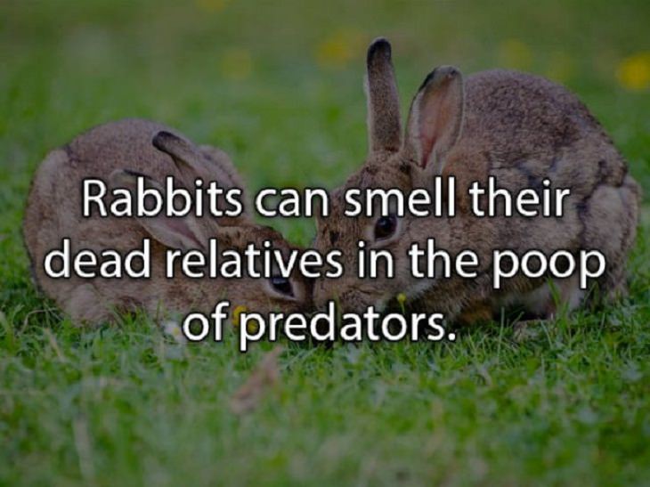 fascinating random facts rabbits