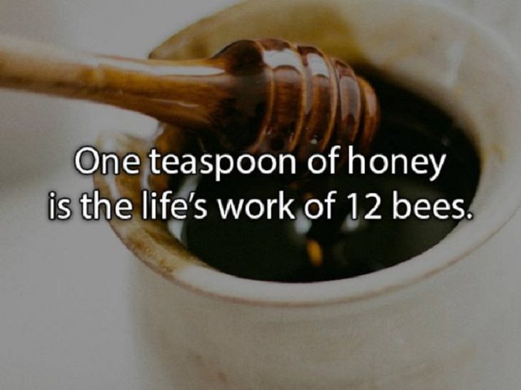 fascinating random facts honey
