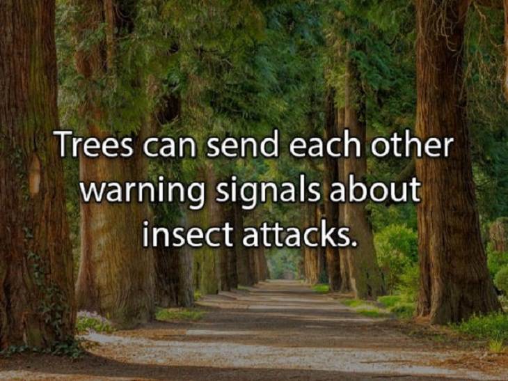 fascinating random facts trees