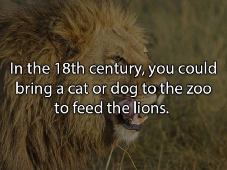 fascinating random facts lions