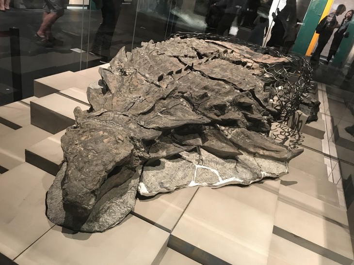 Archaeological Discoveries of the 21st century nodosaur