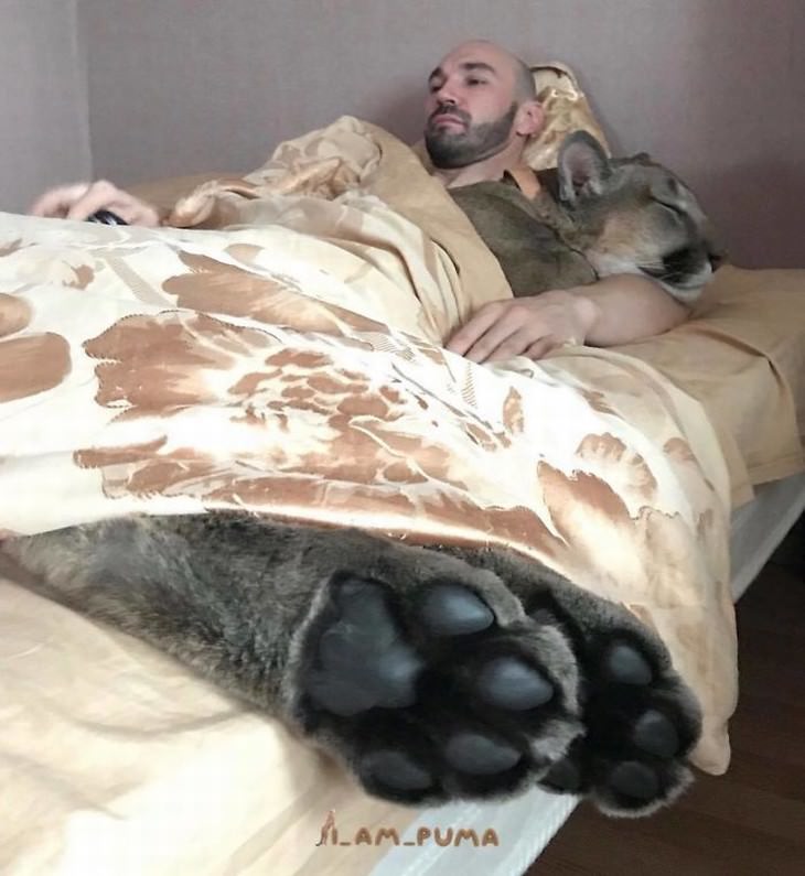Messi the puma sleeping in bed with his owner