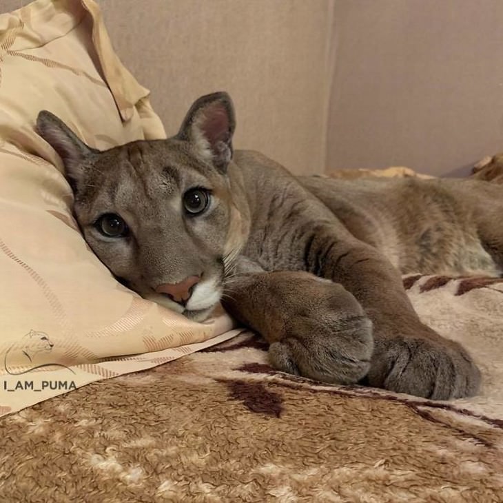 Messi the puma laying on a bed