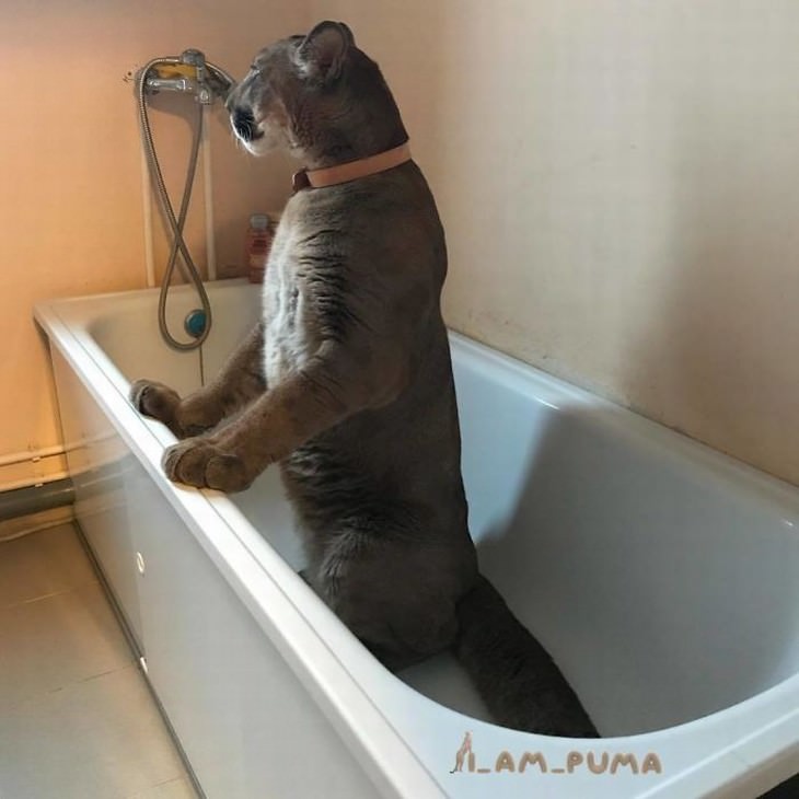Messi the puma in a bathtub