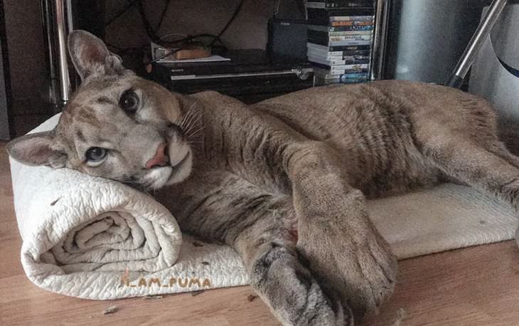 Messi the puma laying on a towel