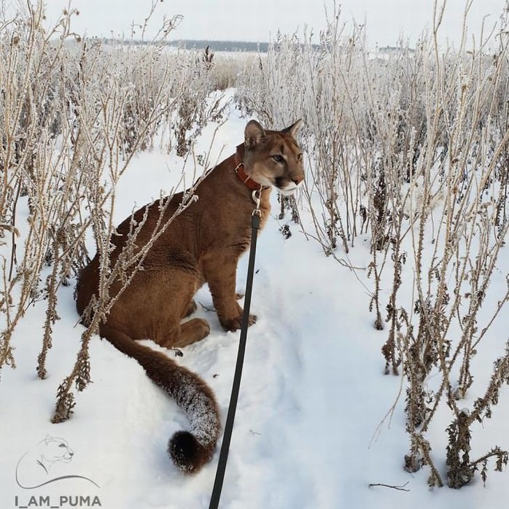 Messi the puma in the field in winter