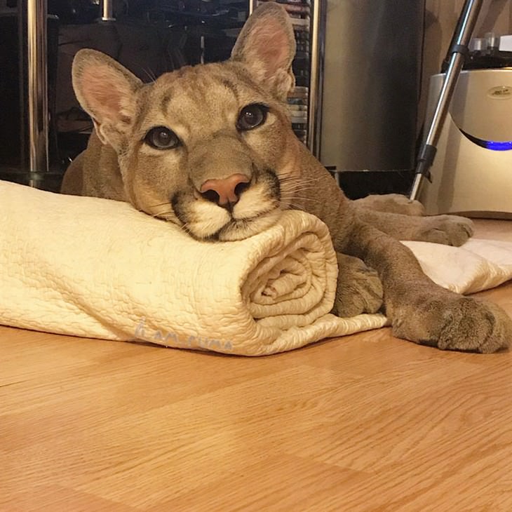 Baby puma clearance adopted