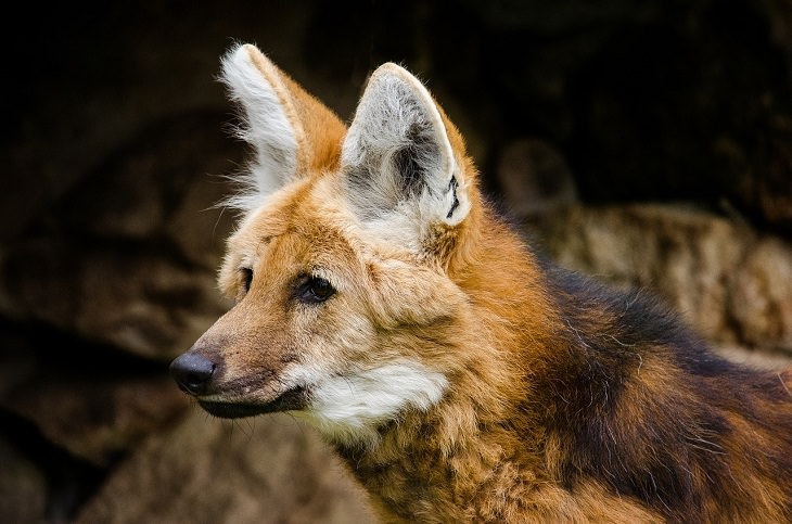 17 Species of Wild Dogs You Will Love