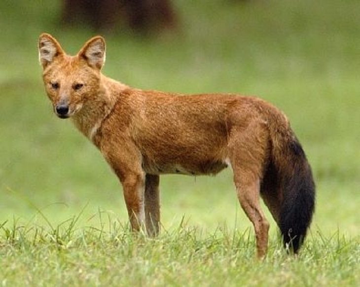 17 Species of Wild Dogs You Will Love