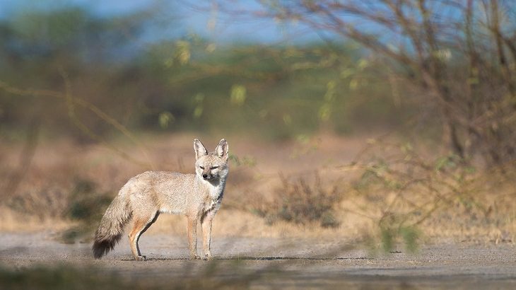 17 Species of Wild Dogs You Will Love