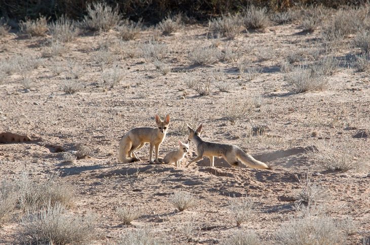 17 Species of Wild Dogs You Will Love