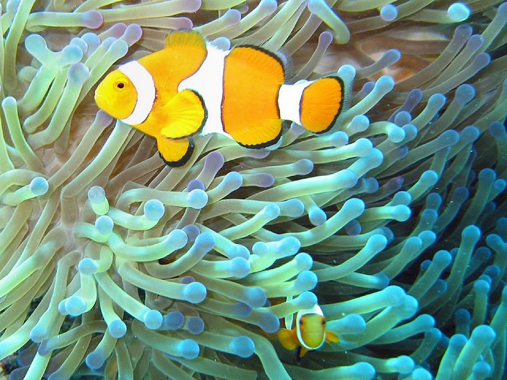 25 Beautiful Animals That Live in the Sea!