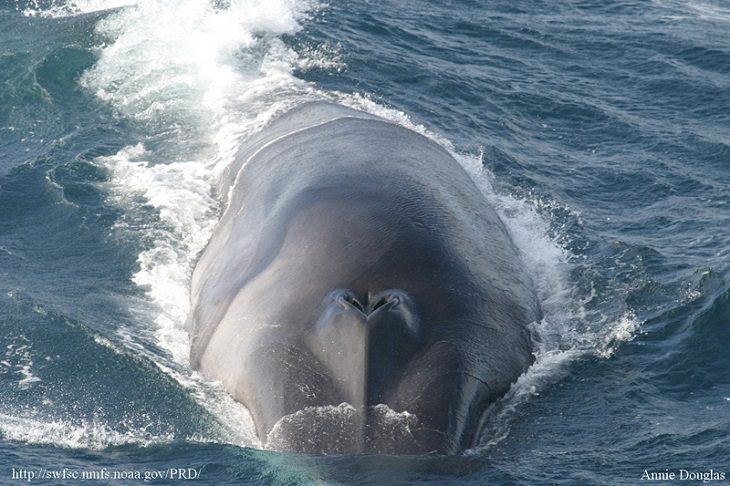 25 Beautiful Animals That Live in the Sea!