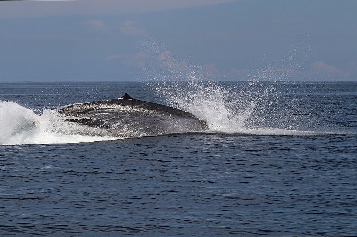 25 Beautiful Animals That Live in the Sea!