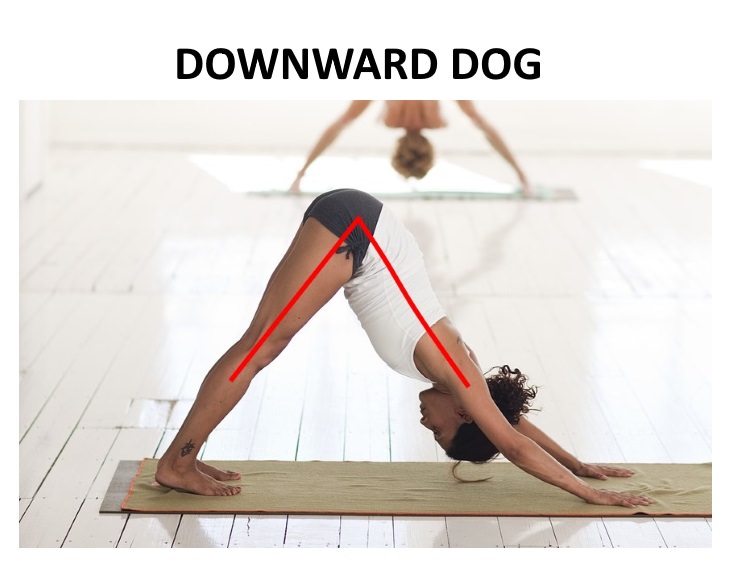 toga appetite control Downward facing dog