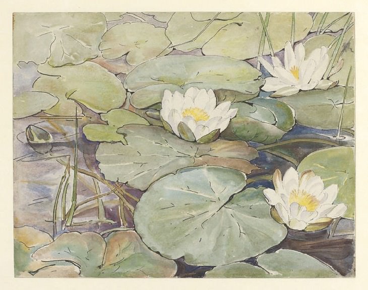 Beatrix Potter Three white water lilies (1906)