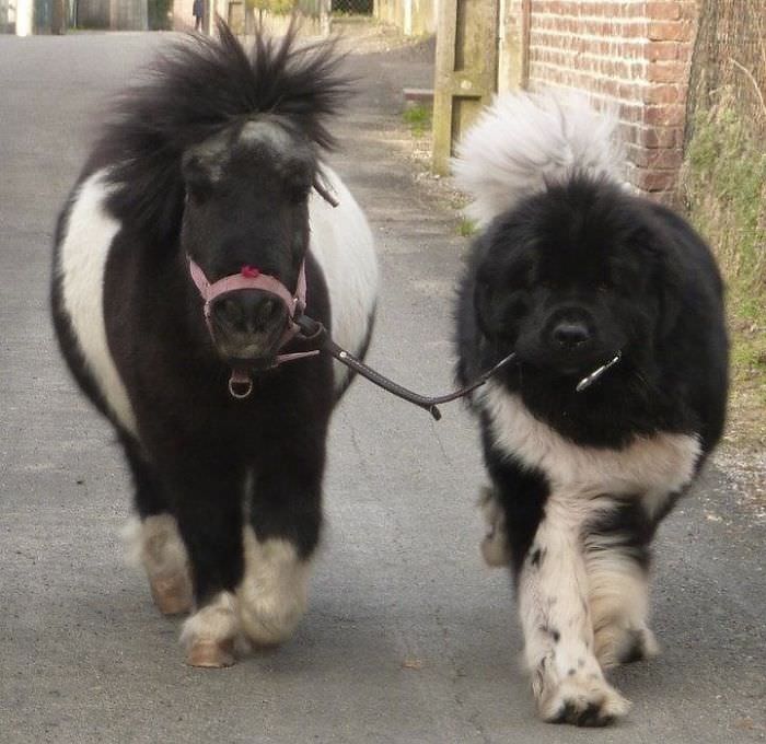 Mini best sale newfoundland dog