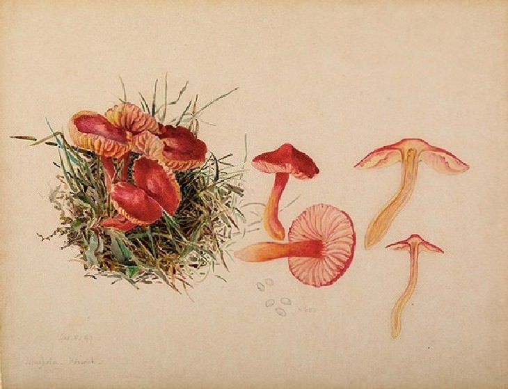 Beatrix Potter mushrooms