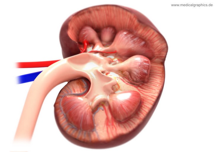 The dangers of diet soda: kidneys