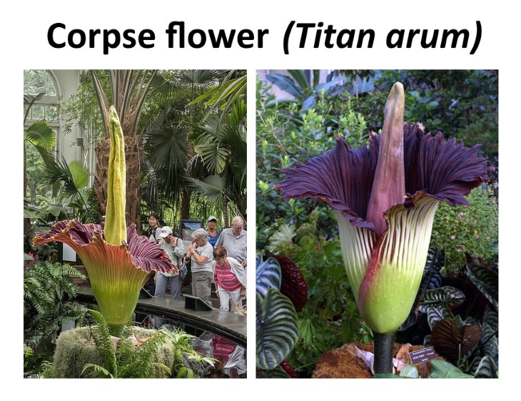 8 Exotic Plants Corpse Flower