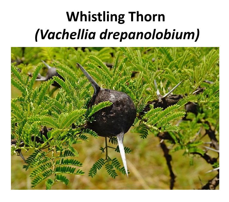 8 Exotic Plants whistling thorn