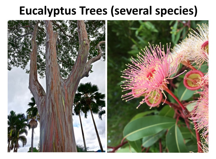 8 Exotic Plants Eucalyptus