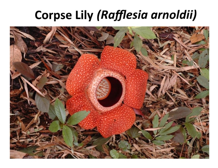 8 Exotic Plants Corpse Lily