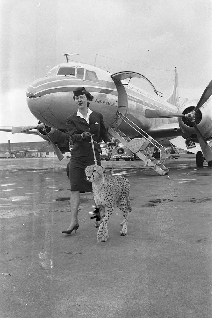 vintage photos A Stewardess Walks a Cheetah at the Amsterdam Airport (1961)