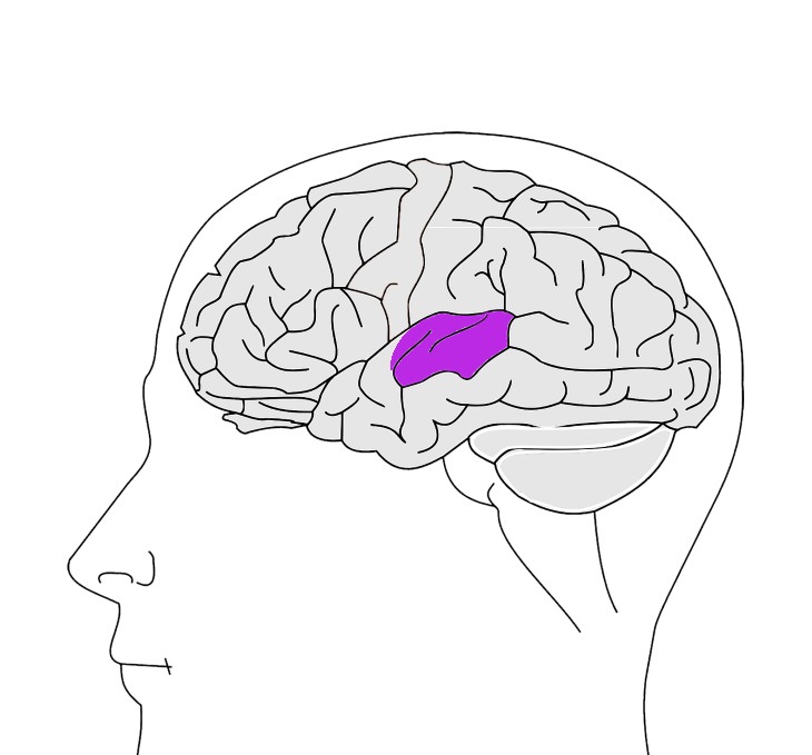 striatum and insula