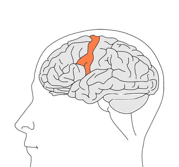 pain and sleep primary somatosensory cortex