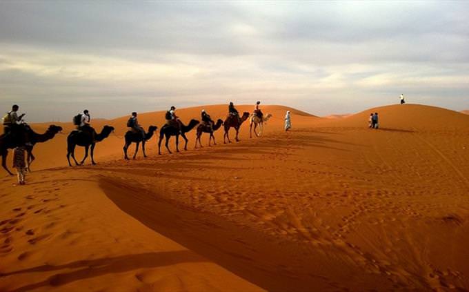 Animal vocabulary test: camels