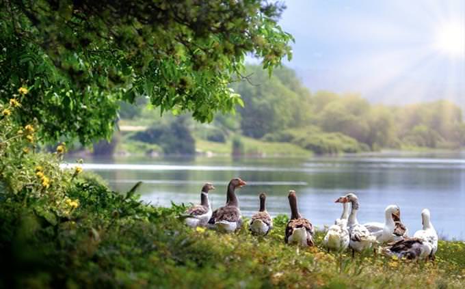 Animal vocabulary test: geese