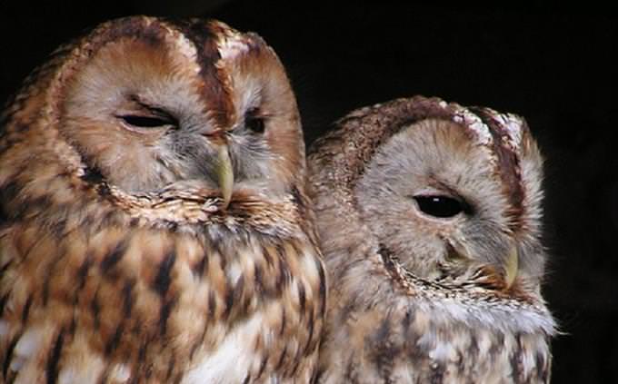 Animal vocabulary test: owls