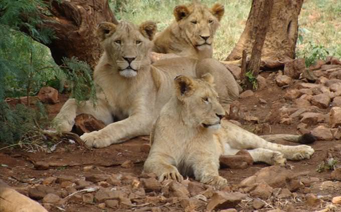 Animal vocabulary test: lions