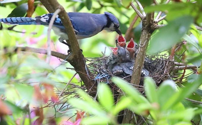 Animal vocabulary test: jays