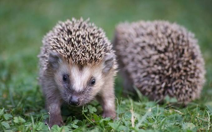Animal vocabulary test: hedgehogs