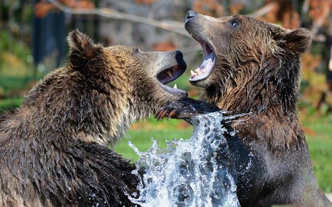 Animal vocabulary test: bears