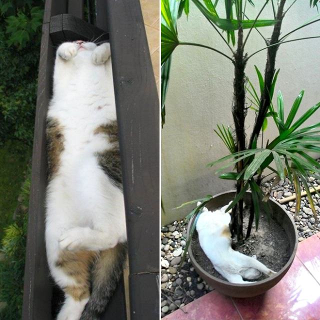 cats and planters 