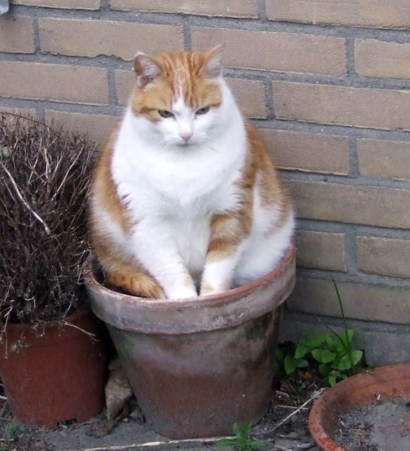 cats and planters 